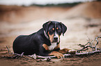 lying Greater Swiss Mountain Dog