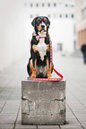 sitting Greater Swiss Mountain Dog