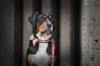 Greater Swiss Mountain Dog Portrait