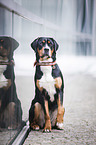 sitting Greater Swiss Mountain Dog