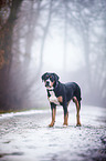 standing Greater Swiss Mountain Dog