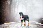 standing Greater Swiss Mountain Dog