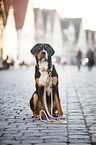 sitting Greater Swiss Mountain Dog