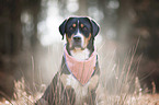 Greater Swiss Mountain Dog Portrait