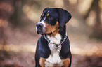 Greater Swiss Mountain Dog Portrait