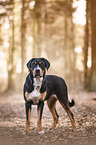 standing Greater Swiss Mountain Dog