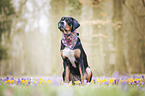 sitting Greater Swiss Mountain Dog