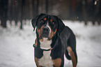 Greater Swiss Mountain Dog Portrait