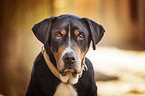 Greater Swiss Mountain Dog Portrait