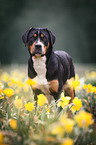 standing Greater Swiss Mountain Dog