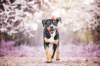 running Greater Swiss Mountain Dog