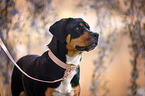 Greater Swiss Mountain Dog Portrait