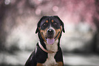 Greater Swiss Mountain Dog Portrait