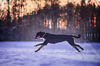 running Greater Swiss Mountain Dog