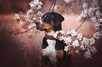 Greater Swiss Mountain Dog Portrait