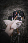 Greater Swiss Mountain Dog