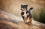 running Greater Swiss Mountain Dog