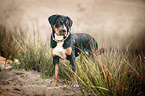 standing Greater Swiss Mountain Dog