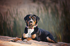 lying Greater Swiss Mountain Dog