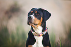 Greater Swiss Mountain Dog Portrait