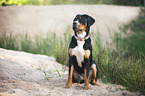 sitting Greater Swiss Mountain Dog
