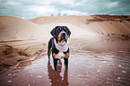 Greater Swiss Mountain Dog