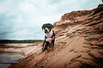 sitting Greater Swiss Mountain Dog