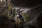 sitting Greater Swiss Mountain Dog