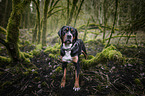 standing Greater Swiss Mountain Dog