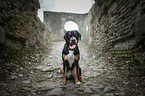 sitting Greater Swiss Mountain Dog