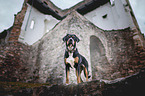 standing Greater Swiss Mountain Dog