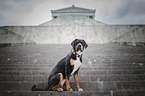sitting Greater Swiss Mountain Dog