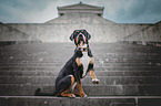 sitting Greater Swiss Mountain Dog