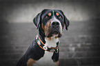 Greater Swiss Mountain Dog Portrait