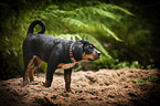 walking Greater Swiss Mountain Dog