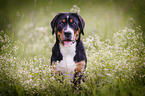 young Greater Swiss Mountain Dog