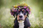 Greater Swiss Mountain Dog Portrait