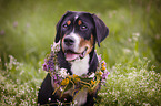 Greater Swiss Mountain Dog Portrait