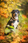 young Greater Swiss Mountain Dog