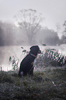 young Greater Swiss Mountain Dog