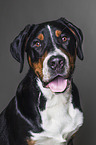 Greater Swiss Mountain Dog Portrait