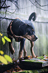 standing young Greater Swiss Mountain Dog