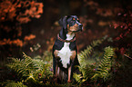 young Greater Swiss Mountain Dog