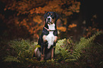 young Greater Swiss Mountain Dog
