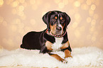 lying young Greater Swiss Mountain Dog