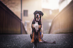 young Greater Swiss Mountain Dog