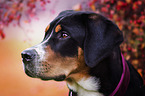 Greater Swiss Mountain Dog Portrait