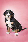 Greater Swiss Mountain Dog Puppy