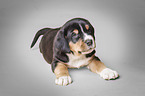 Greater Swiss Mountain Dog Puppy
