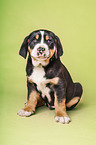 Greater Swiss Mountain Dog Puppy